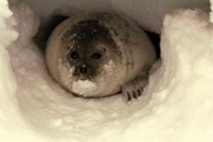 A ringed seal peers out from a snow cave. Brendan P. Kelly/NOAA Fisheries