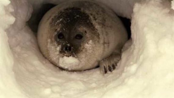 NOAA Fisheries to Hold Public Hearings on Proposed Critical Habitat for Ringed and Bearded Seals