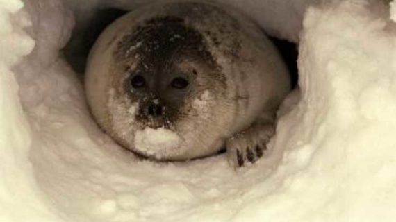 Alaska Files to Remove Ringed Seal from Endangered Species List