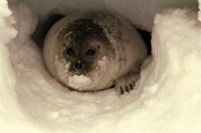 Alaska Files to Remove Ringed Seal from Endangered Species List