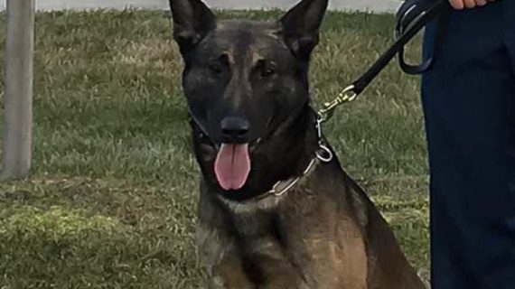 K9 Blitz Takes Down Fleeing Suspect after Car Chase in Wasilla