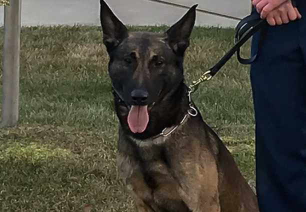 K9 Blitz Tracks and Finds Missing Elderly Houston Woman Saturday
