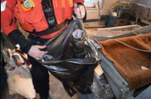 A boarding team member from Coast Guard Cutter Chandeleur holds up an allegedly illegally-retained halibut aboard vessel Currency about 12 miles west of Cape Barnabas. (U.S. Coast Guard photo courtesy of Cutter Chandeleur)