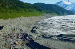 A "Ghost Forest" exposed as La Perouse Glacier in Southeast Alaska retreated. In the past, the glacier ran over the rainforest trees. Two people are also in the photo. Photo by Ned Rozell.