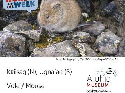 Vole/Mouse-Alutiiq Word of the Week-March 7th
