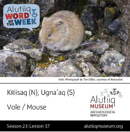 Vole/Mouse-Alutiiq Word of the Week-March 7th