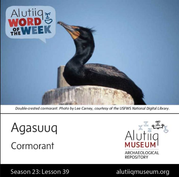 Cormorant-Alutiiq Word of the Week-March 21st