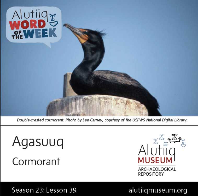 Cormorant-Alutiiq Word of the Week-March 21st image2021-03-21 (3)