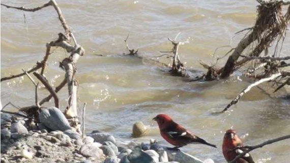 White-Winged Crossbills and Yellow Snow