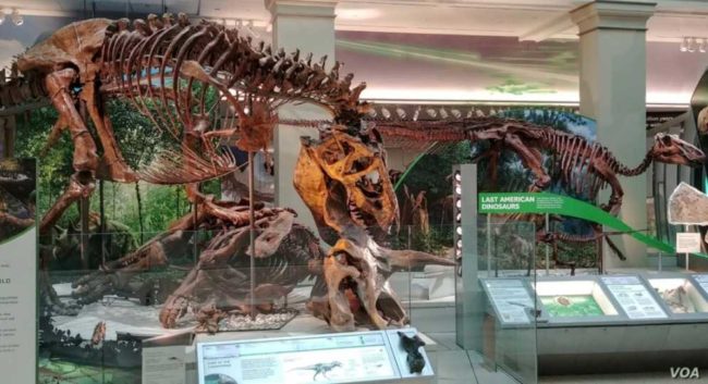 The skeleton of a Tyrannosaurus rex and other dinosaurs in the Deep Time exhibition in the Smithsonian National Museum of Natural History. (Deborah Block/VOA)