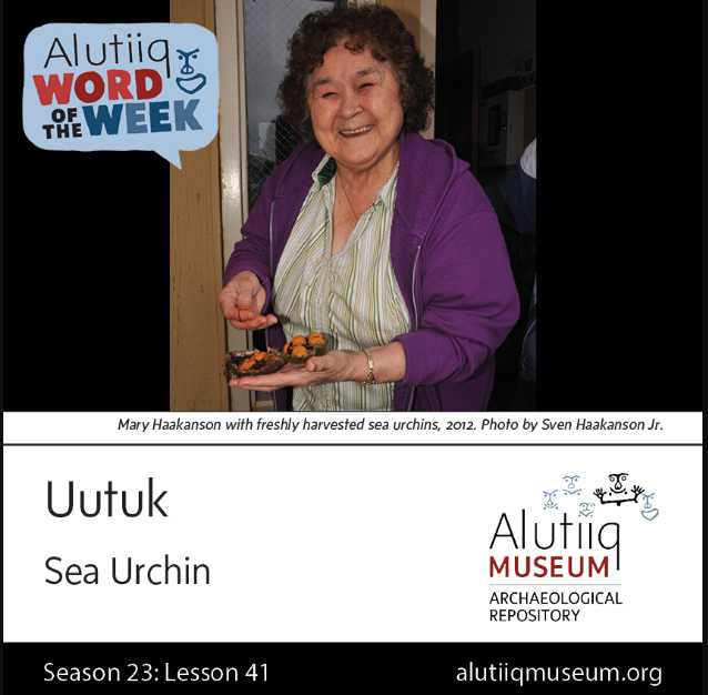Sea Urchin-Alutiiq Word of  the Week-April 5th