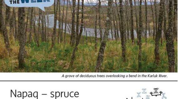 Spruce/Deciduous-Alutiiq Word of the Week-April 11th