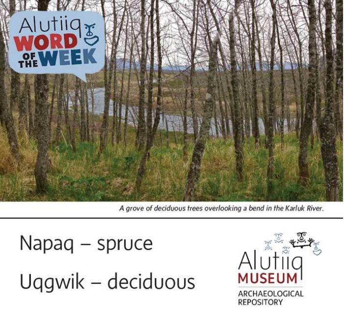 Spruce/Deciduous-Alutiiq Word of the Week-April 11th