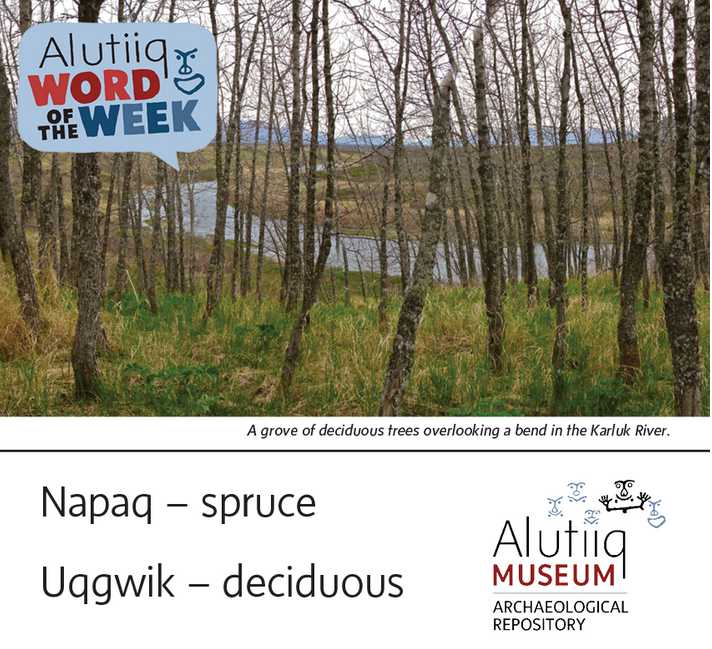 Spruce/Deciduous-Alutiiq Word of the Week-April 11th image2021-04-11