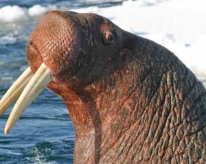 Pacific walrus hauled out on ice. Image courtesy of US Fish and Wildlife Service.