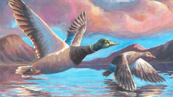 Winners of Alaska Junior Duck Stamp Contest Announced