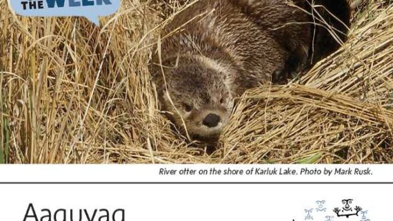 River Otter-Alutiiq Word of the Week-April 19th