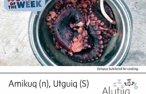 Octopus-Alutiiq Word of the Week-May 2nd