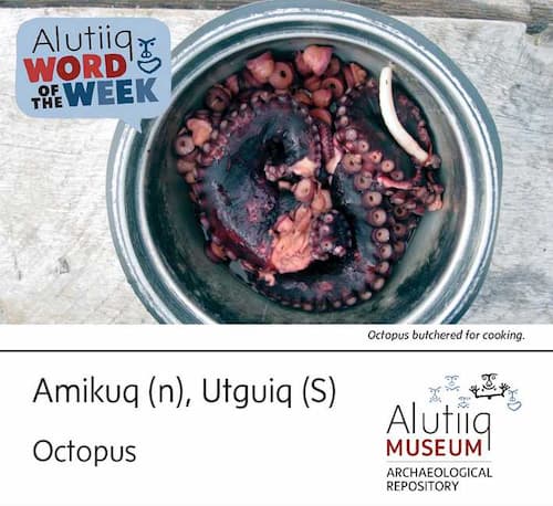 Octopus-Alutiiq Word of the Week-May 2nd