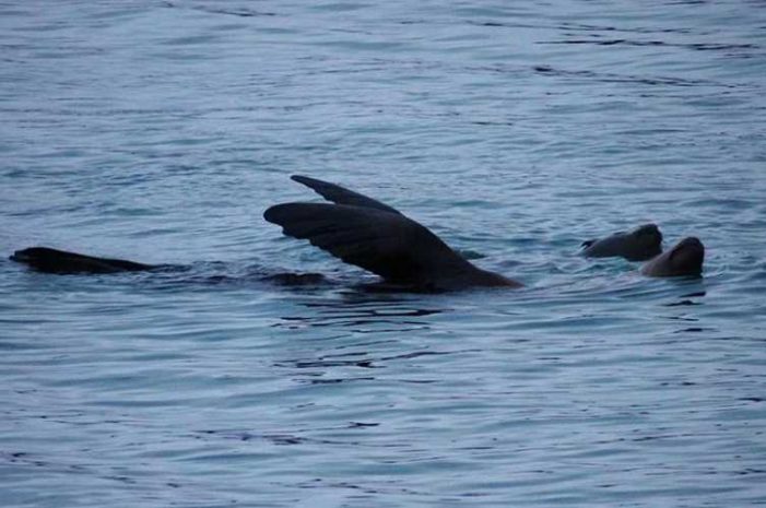 Is That Steller Sea Lion in Distress? Waving? Or Is It …Thermoregulation?