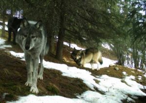 Wolves in the Denali National Park and Preserve. National Park Service Trail camera image.