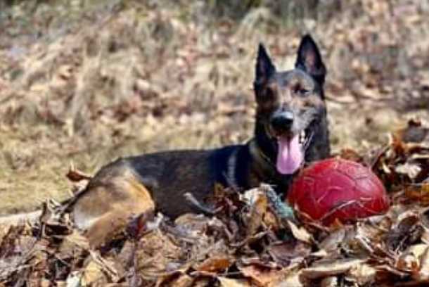 K9 Midas Takes Down Non-Compliant Assault Suspect