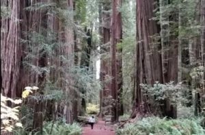 Redwoods. Image-StrongHearts Native Helpline