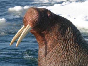 The Pacific walrus is threatened by climate change (Credit: USFWS)