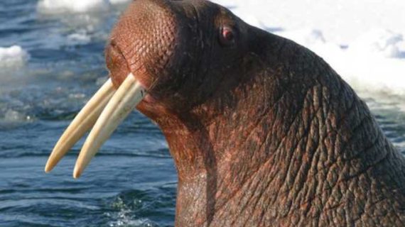 Federal Appeals Court Reverses Failure to Protect Pacific Walrus