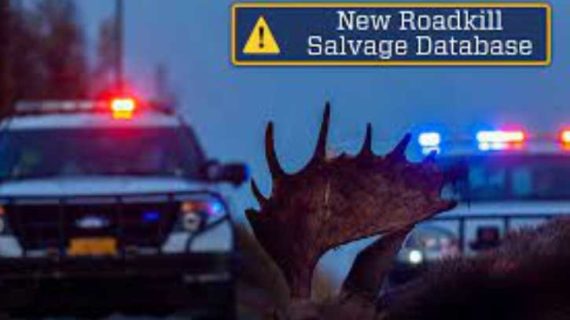 Community: Alaska Wildlife Troopers to Launch New Roadkill Salvage Database