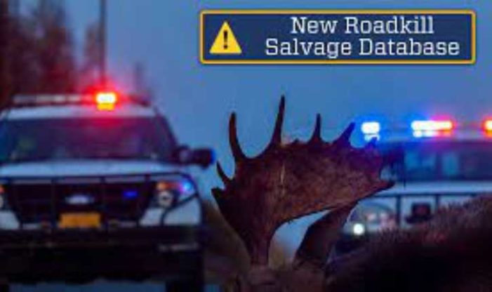 Community: Alaska Wildlife Troopers to Launch New Roadkill Salvage Database