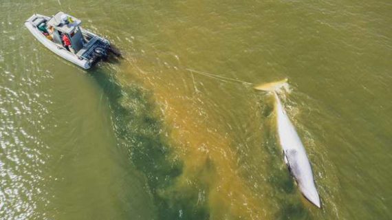Alaska Marine Mammal Stranding Partners Necropsy Minke Whale Near Gustavus