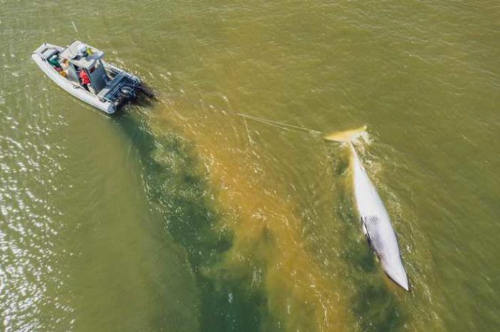 Alaska Marine Mammal Stranding Partners Necropsy Minke Whale Near Gustavus