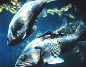 Black rockfish. Photo by Kip Evans, NOAA.