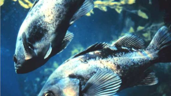 Rockfish Limits and Seasons Reduced in Prince William Sound