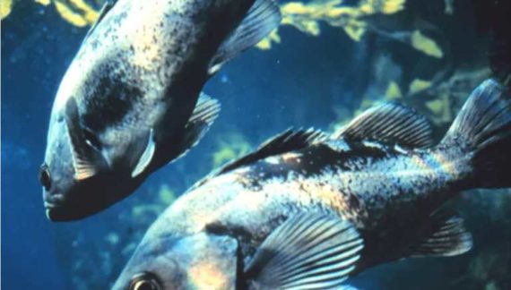 Rockfish Restrictions in North Gulf Coast and Cook Inlet