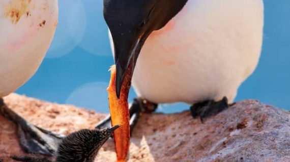 Arctic Seabirds Are Less Heat Tolerant, More Vulnerable to Climate Change