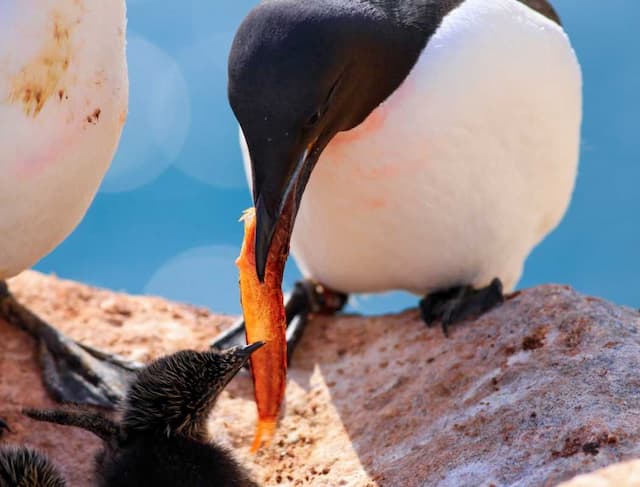 Arctic Seabirds Are Less Heat Tolerant, More Vulnerable to Climate Change