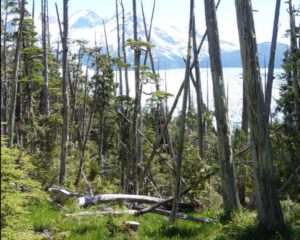 Alaska Yellow Cedar trees, such as these near La Perouse Glacier, in southeast Alaska, can stand for hundreds of years after they die. Photo by Ned Rozell