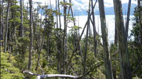 The majesty and mystery of Alaska yellow cedar