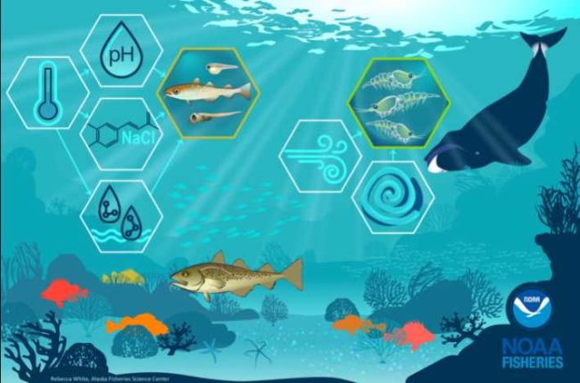 Habitat includes environmental conditions like water temperatures and salinity and this affects the distribution of fish, crabs, marine mammals and their prey. Credit: NOAA Fisheries.