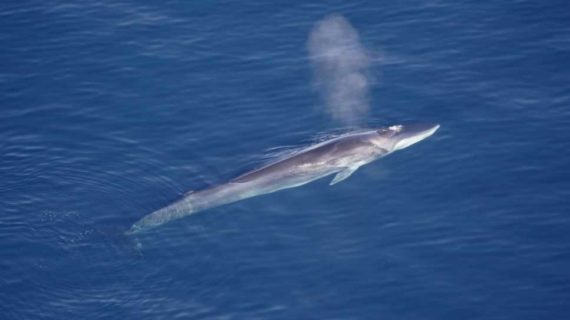 Now how did that get up there? New study sheds light on development and evolution of dolphin, whale blowholes