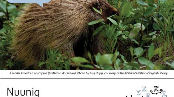 Porcupine-Alutiiq Word of the Week-August 8th