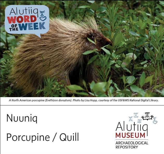 Porcupine-Alutiiq Word of the Week-August 8th
