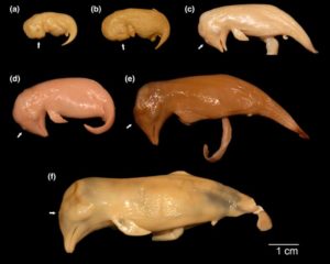 Images of a representative sample of pantropical spotted dolphin embryos and fetuses used in this study. White arrow indicates the position of the developing blowhole.Roston and Roth, J. Anatomy, 2021