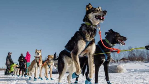 Iditarod Kicking off 50th Anniversary with Big Cash Prizes in Summer Raffle