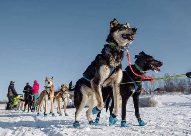 Iditarod Kicking off 50th Anniversary with Big Cash Prizes in Summer Raffle