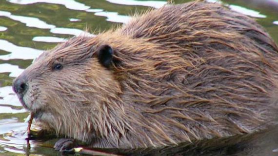 Beavers not always to blame for fever