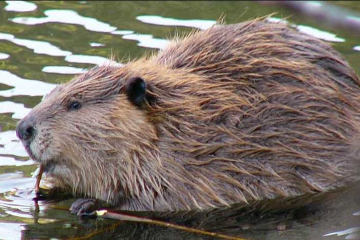 Beavers not always to blame for fever