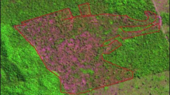 ‘Out of Control’: Brazilian Amazon Deforestation Hits Highest Level in a Decade